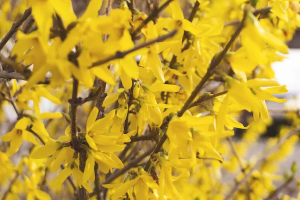 Forsythia is blooming. The bush is in yellow flowers on the blurred background. Natural golden bush flowers. Spring garden.