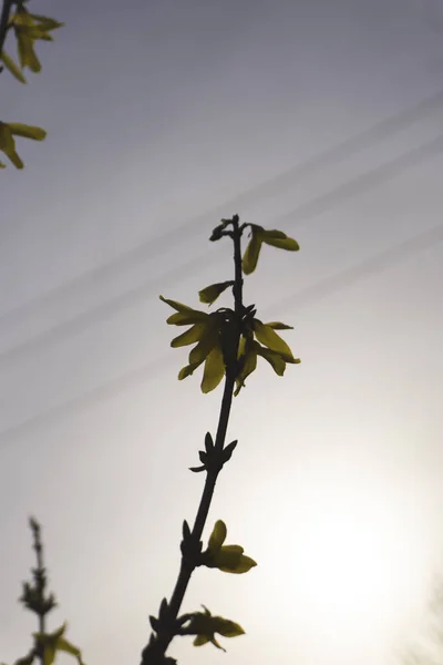 Forsythia is blooming. The bush is in yellow flowers on the blurred background. Natural golden bush flowers. Spring garden.