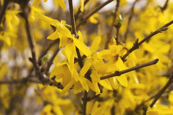 Forsythia is blooming. The bush is in yellow flowers on the blurred background. Natural golden bush flowers. Spring garden.