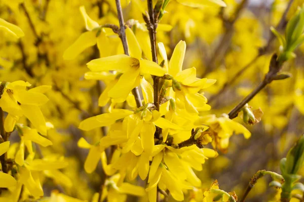 Forsythia is blooming. The bush is in yellow flowers on the blurred background. Natural golden bush flowers. Spring garden.