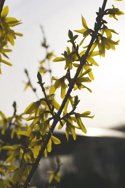 Forsythia is blooming. The bush is in yellow flowers on the blurred background. Natural golden bush flowers. Spring garden.