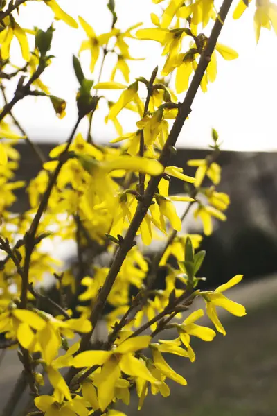 Forsythia Fleurit Buisson Est Fleurs Jaunes Sur Fond Flou Fleurs — Photo