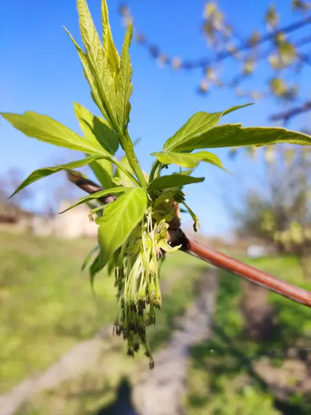 Close Flowering Acer Negundo Box Elder Boxelder Maple Bordo Folhas — Fotografia de Stock