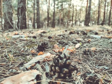 Kahverengi kozalaklar ormanda yere düştü. Çam kozalaklarının yakın çekimi.