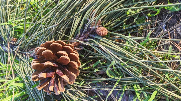 Brown Pine Cones Fallen Ground Forest Closeup Shot Pine Cones — Stock Photo, Image