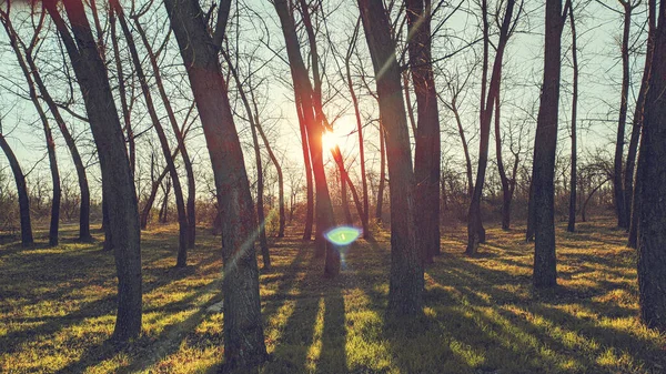 Sunset in pine forest nature background. Dark background of pine forest.Last sun in forest nature. Sun rays through pine forest nature. Pine forest sunset light. Nature. Forest. Sunset. Dusk.