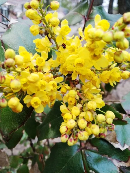 Petites Fleurs Jaunes Avec Jeunes Feuilles Vert Clair Gros Plan — Photo