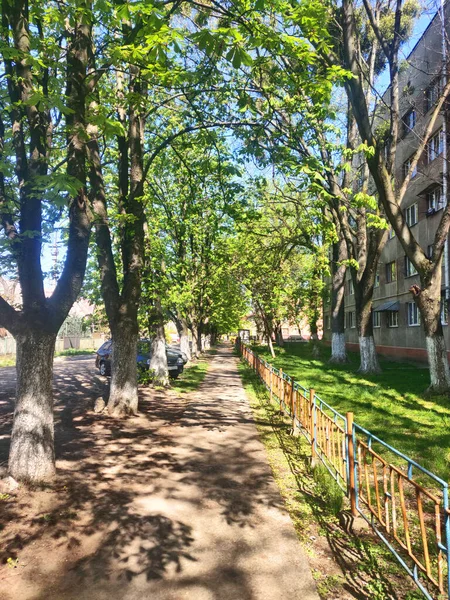Promenade Dans Parc Arrière Plan Trouvent Des Arbres Des Buissons — Photo