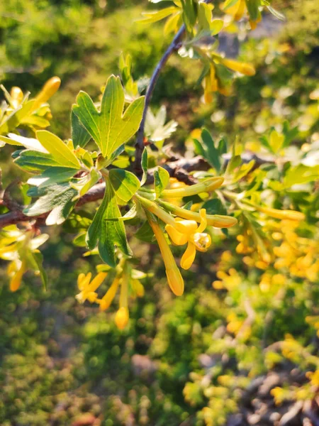Όμορφα Κίτρινα Λουλούδια Και Πράσινα Φύλλα Ένα Θάμνο Φραγκοστάφυλου Ανθίζει — Φωτογραφία Αρχείου