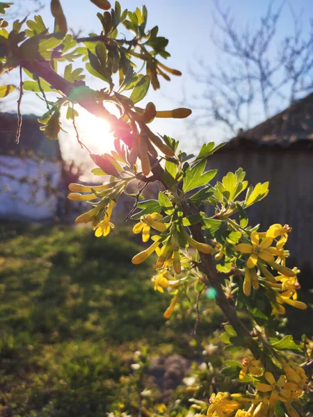 Belles Fleurs Jaunes Feuilles Vertes Sur Buisson Groseilles Fleurs Groseille — Photo