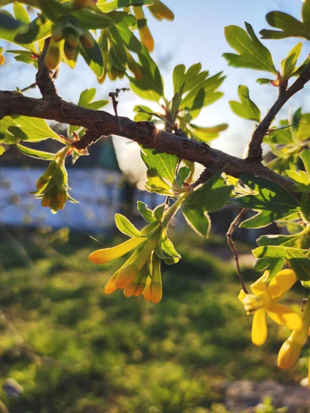 Belles Fleurs Jaunes Feuilles Vertes Sur Buisson Groseilles Fleurs Groseille — Photo