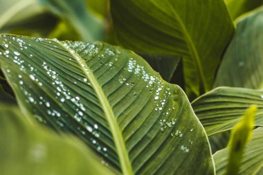 Yeşil yapraklı yağmur damlaları. Bitkilerin doğal su kaybı.