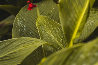 Yeşil yapraklı yağmur damlaları. Bitkilerin doğal su kaybı.