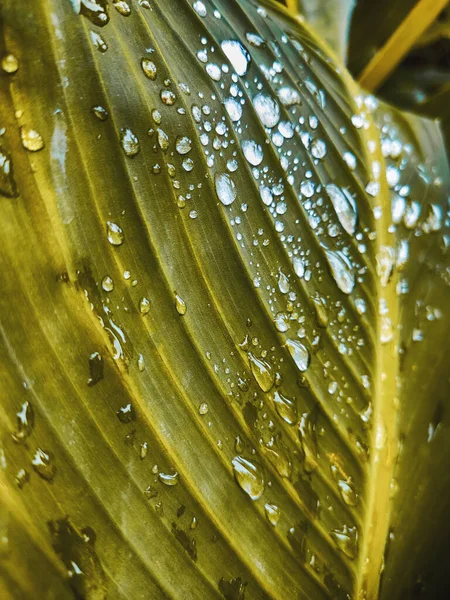 Капли Дождя Фоне Природных Листьев Пальма Оставляет Природный Фон Природа — стоковое фото