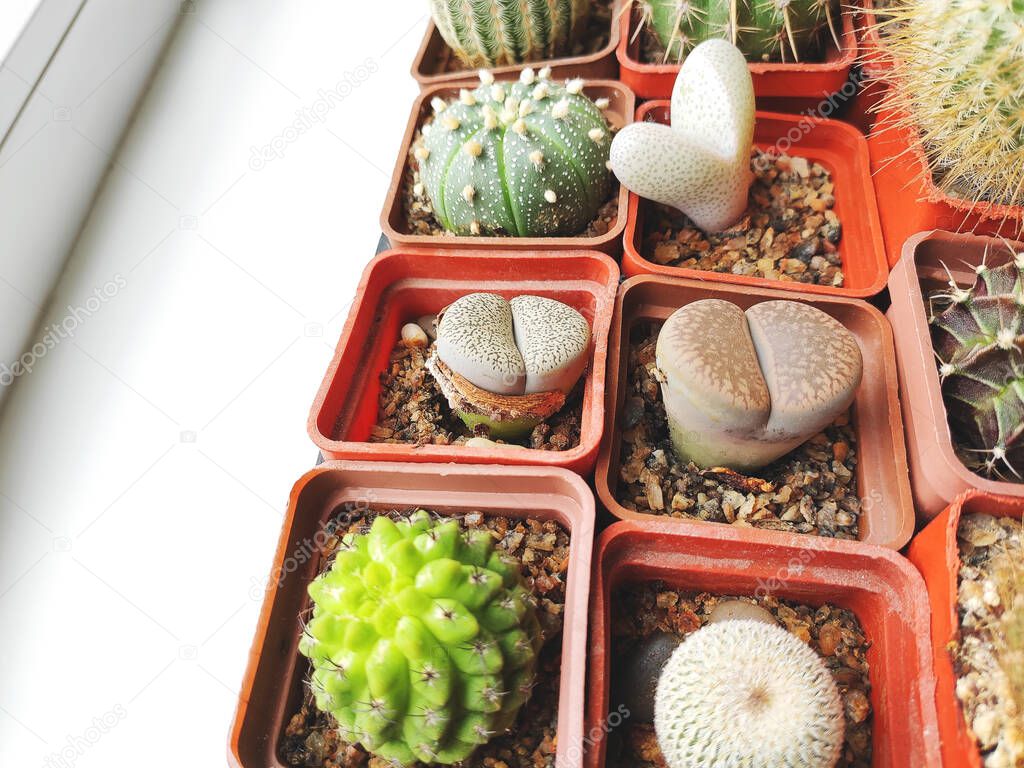 Succulents in the form of lithops and astrophytum. Cactus close-up