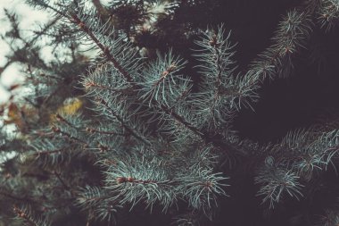 Green fir tree branch. Evergreen, fir coniferous background. Spruce branch. Frame of pine needles. Pine-tree. Christmas mockup with fir branches. New Year template.