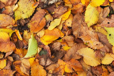 Sarı yaprakların arka planı. Düşen yapraklar parktaki yolu kapatıyor. Güzel sonbahar manzarası.