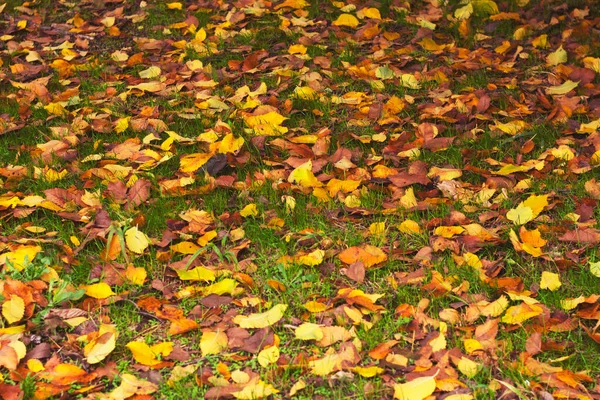 黄色の葉からの背景 倒れた葉が公園の道路を覆っている 美しい秋の風景 — ストック写真
