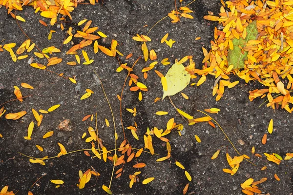 黄色の葉からの背景 倒れた葉が公園の道路を覆っている 美しい秋の風景 — ストック写真