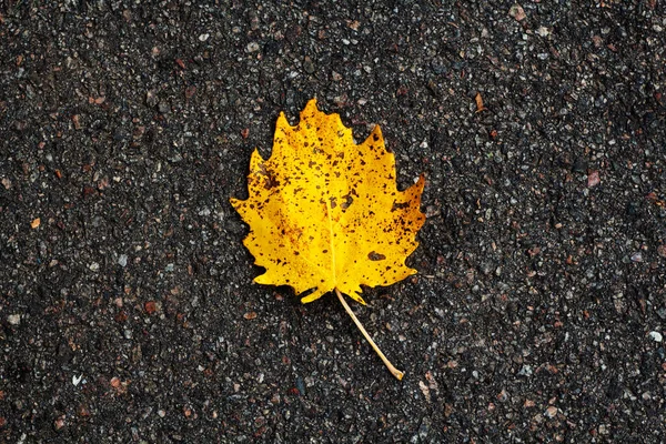 Knallgelbes Blech Auf Dem Nassen Asphalt Goldene Herbstliche Schöne Blatt — Stockfoto