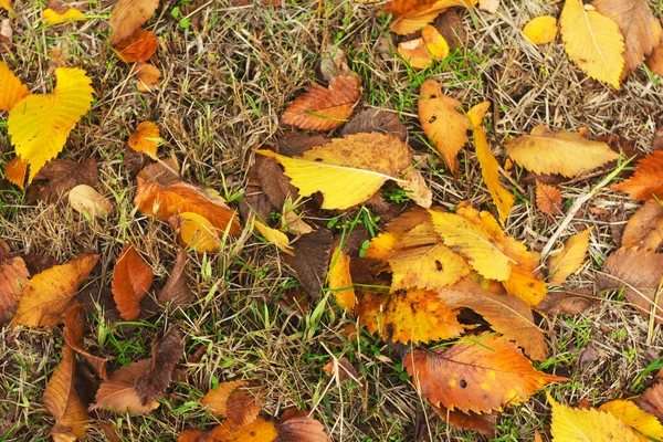 Bakgrund Från Gula Blad Fallna Löv Täcker Vägen Parken Vackert — Stockfoto