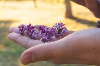 Ellerinde leylak çiçekleri olan bir dal. Yeni ve güzel bir şeyin doğuşunun enerjisini somutlaştıran taze bahar çiçekleri..