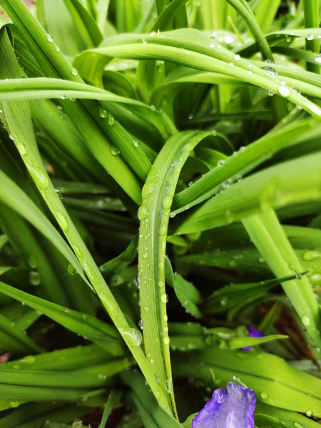 Травяная Текстура Зеленая Весенняя Трава Росовыми Каплями Заднем Плане Солнце — стоковое фото