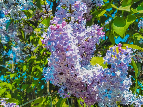 Blooming Lilac Bush Latar Belakang Langit Biru Cerah Pada Hari — Stok Foto