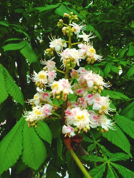 Todas Las Flores Son Hermosas Manera Racimo Con Flores Castaño — Foto de Stock