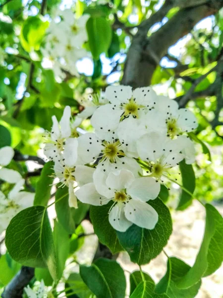 Drzewo Kwitnie Miękkim Skupieniem Wiosna Białe Kwiaty Gałęzi Drzewa Wzór — Zdjęcie stockowe