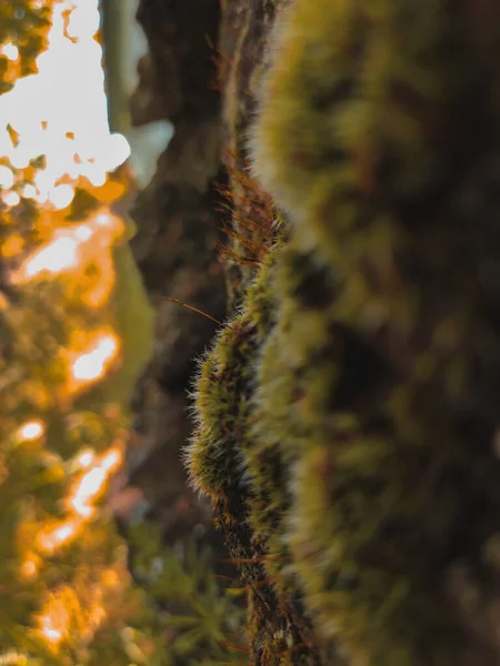 Green moss grows on stones. Wildlife. Moss on the stones close-up. The texture of the stone. The texture of the moss. Moss on a colored large stone.