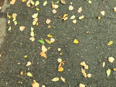 Düşen yapraklar. Sonbahar arkaplanı. Yere düşen yapraklar..