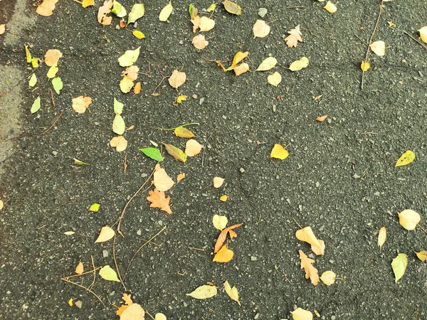 Gefallene Blätter Herbst Hintergrund Umgestürzte Blätter Auf Dem Boden — Stockfoto