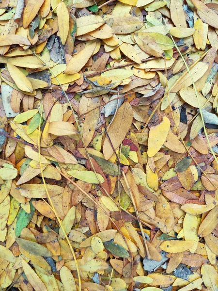 Feuilles Tombées Fond Automne Feuilles Tombées Sur Sol — Photo