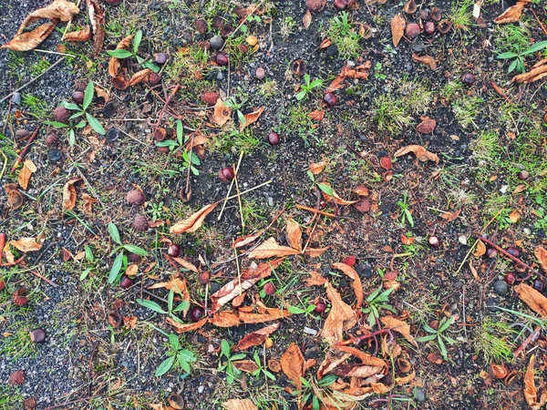 秋天的背景落叶倒在地上 — 图库照片