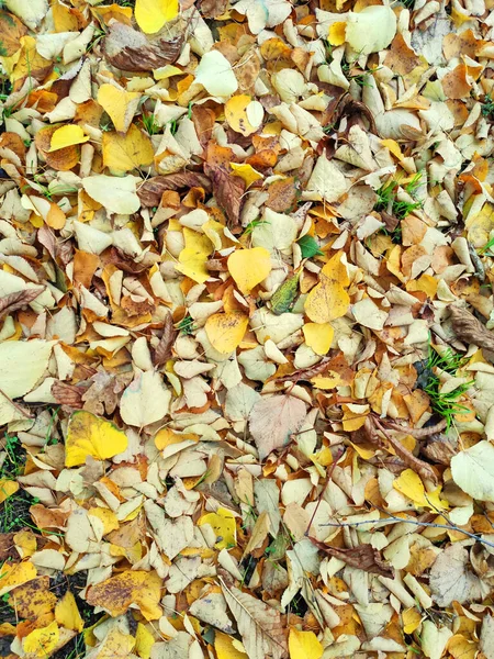 Fallen leaves. Autumn background. Fallen leaves on the ground.