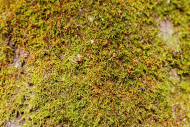 Moss doku veya arka plan