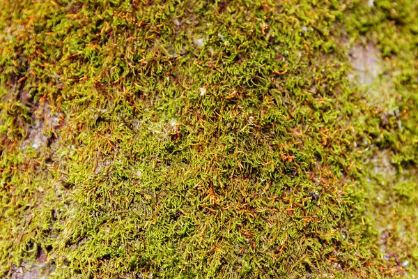 Moss doku veya arka plan