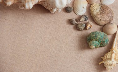 Deniz kabuklarını boşaltmak ahşap zemin üzerine