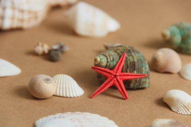 Deniz kabuklarını ve denizyıldızı ışık arka plan üzerinde