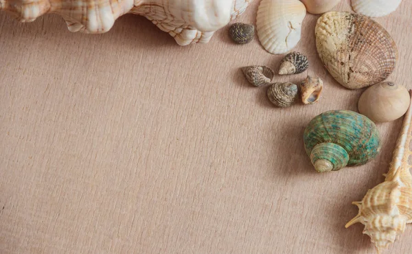 Deniz kabuklarını boşaltmak ahşap zemin üzerine