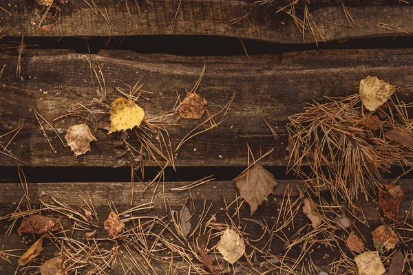 Feuilles d'automne et sapin sur fond en bois.Avec espace de copie — Photo