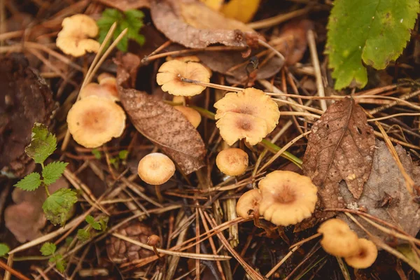 Houby na mýtině v podzimním lese hub. — Stock fotografie