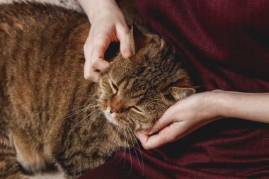 Kadın kucaklama tekir kedi, kadının el okşamak güzel yarı uykulu kedi yavrusu, uykulu kedi
