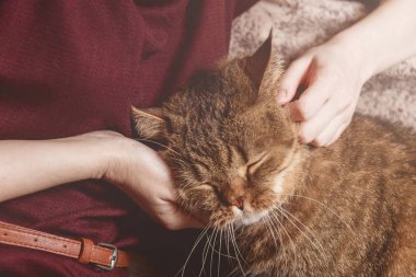 Kadın kucaklama tekir kedi, kadının el okşamak güzel yarı uykulu kedi yavrusu, uykulu kedi