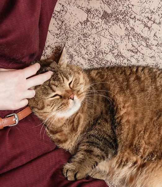 Vrouw strelen Cyperse kat, hand van vrouw strelen mooie half slaperig kitten, slaperige kat — Stockfoto