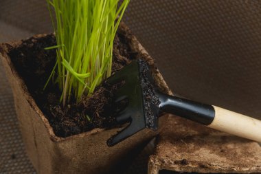 Mevsimlik bitki, Ingardening ekimi için hazırlanıyor. Ürün natürmort resim. Bahçe kavramında dikim.