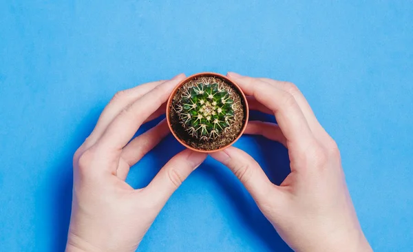 La mano femenina sostiene el cactus verde en maceta sobre fondo de color pastel azul. Concepto Mínimo. Lay plana. Vista superior . —  Fotos de Stock