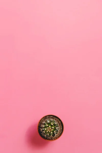 绿色仙人掌在锅上粉红色柔和的颜色背景。最小的概念。平躺。顶部视图. — 图库照片