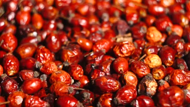 Detail macro view of dog rose hips latin name Fructus cynosbati . Dried rose hips are important source of vitamins in alternative medicine. — Stock Video